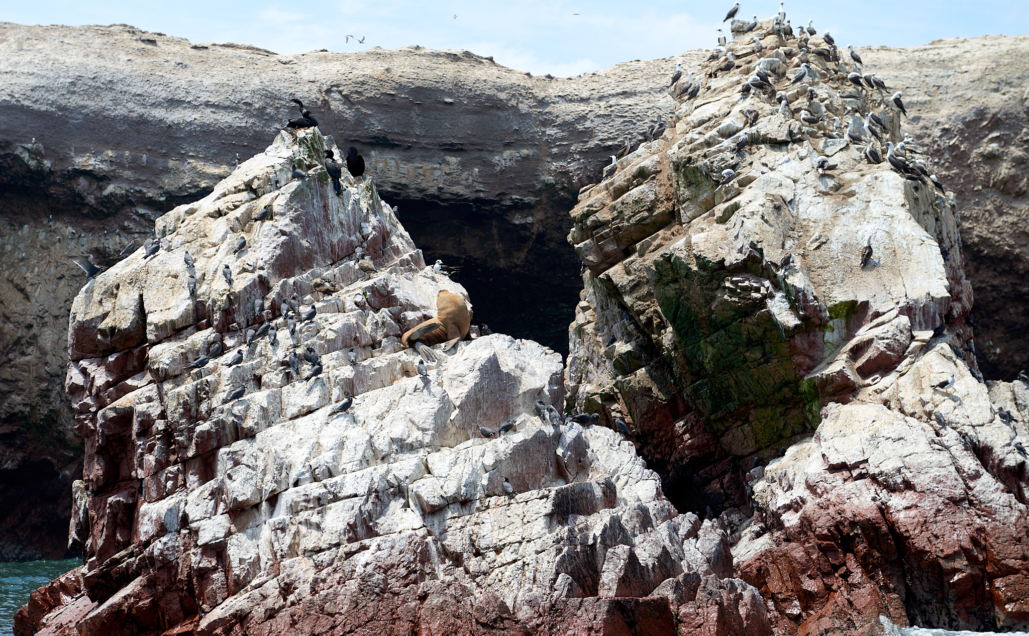 20200304 149 [페루] 바예스타섬